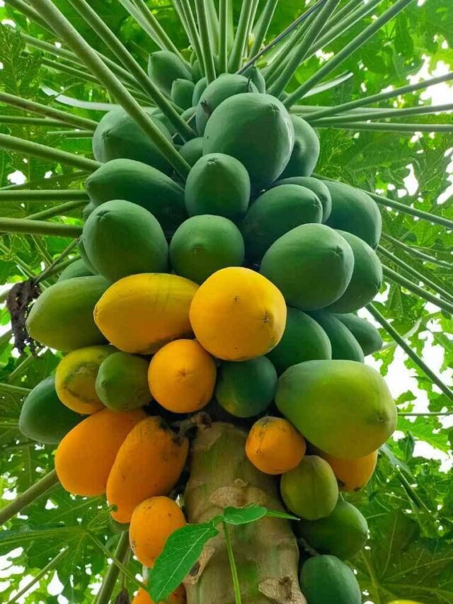 Papaya for Health: Benefits, Nutrition & Uses